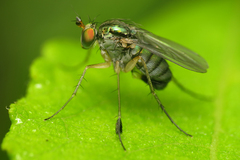 Dolichopus wahlbergi