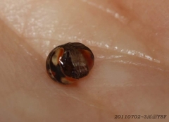 Glomeridae