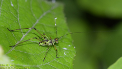 Phaneroptera nigroantennata