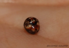 Glomeridae
