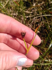 Juncus castaneus
