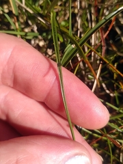 Juncus castaneus