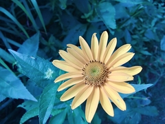 Heliopsis