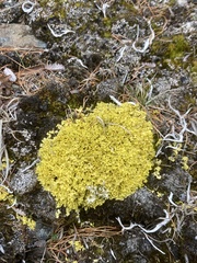 Vulpicida juniperinus