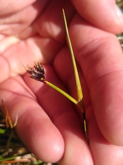 Juncus castaneus