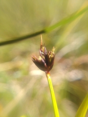 Juncus castaneus