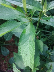 Heliopsis