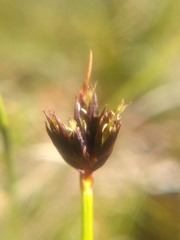 Juncus castaneus
