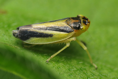 Evacanthus interruptus