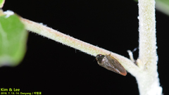 Eoscarta assimilis