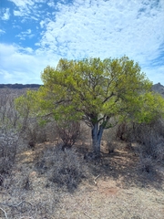 Forchhammeria watsonii