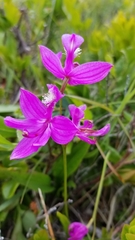 Calopogon tuberosus tuberosus