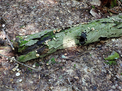 Clitocybe eccentrica