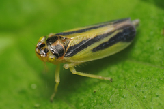 Evacanthus interruptus