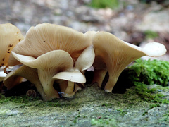 Clitocybe eccentrica