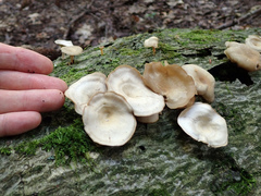 Clitocybe eccentrica