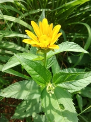 Heliopsis