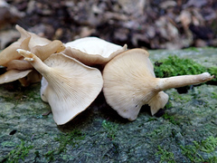 Clitocybe eccentrica