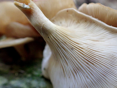 Clitocybe eccentrica