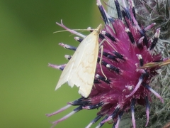Udea lutealis