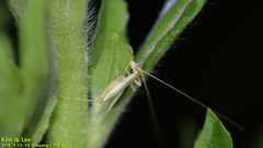Oecanthus longicauda
