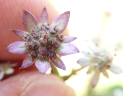 Alepidea setifera