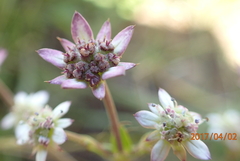 Alepidea setifera