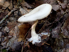 Clitocybe eccentrica