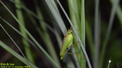 Kuwayamaea sapporensis