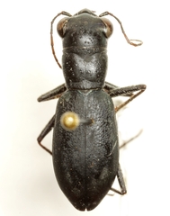 Dromochorus belfragei