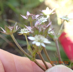Alepidea setifera
