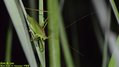 Kuwayamaea sapporensis