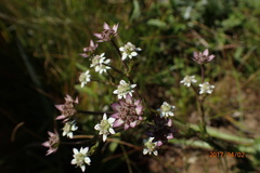 Alepidea setifera