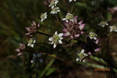 Alepidea setifera