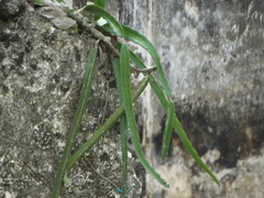 Selenicereus undatus