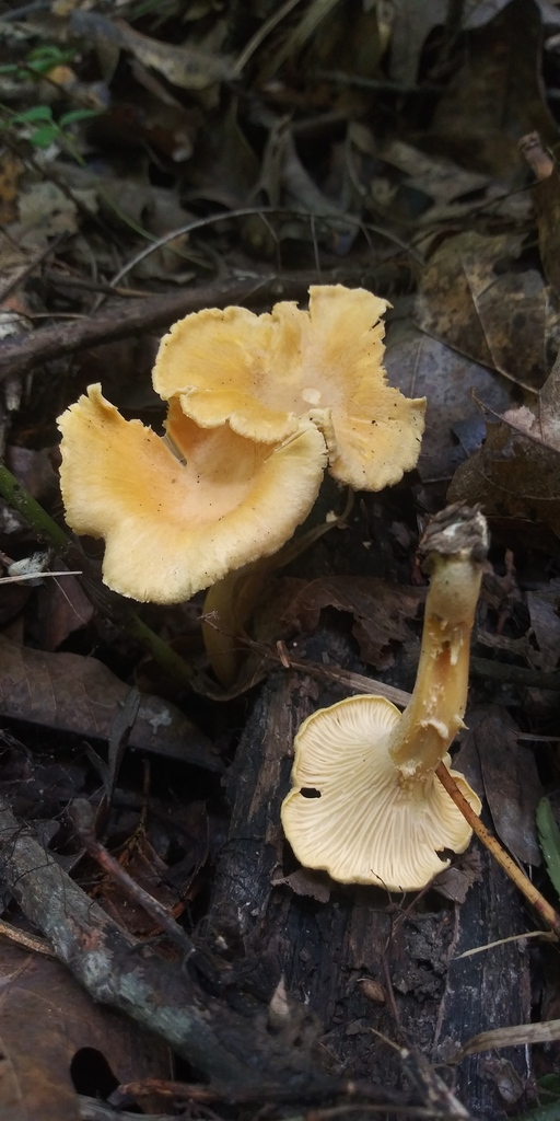 chanterelles in July 2022 by jim · iNaturalist