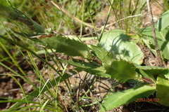 Alepidea setifera