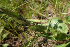 Alepidea setifera