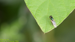 Microchrysa flaviventris