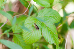 Amblyscirtes aesculapius