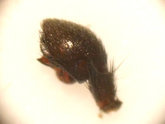 Drassyllus praeficus