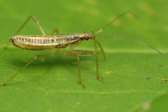 Nabis limbatus