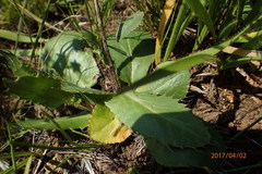 Alepidea setifera