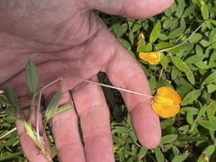 Arachis glabrata