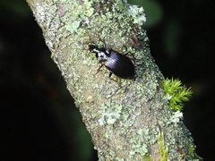 Limodromus assimilis