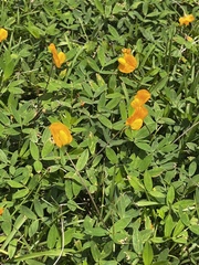 Arachis glabrata