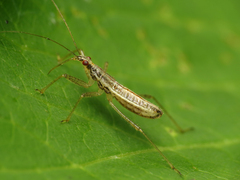 Nabis limbatus