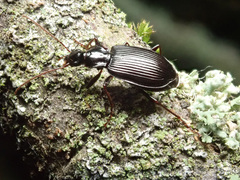 Limodromus assimilis