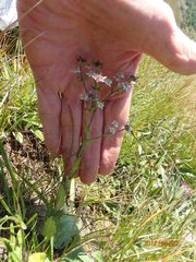 Alepidea setifera