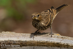 Haemorhous mexicanus